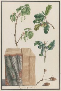 Études des fleurs, fruits et tronc d