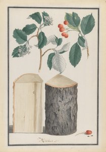 Études des feuilles, fleurs, fruits et tronc d