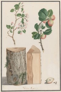 Études du tronc, des fleurs et des fruits d