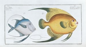 Chaetodon Aureus