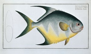Chetodon rhomboïdal