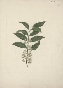 Catha edulis Forssk. (Khath) : dessin fini - Luigi Balugani