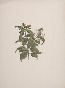 Jasminum dichotomun Vahl (jasmin africain) : dessin fini