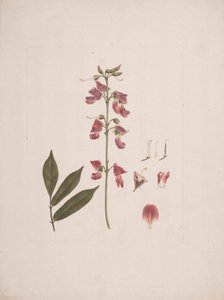 Millettia ferruginea (Hochst.) Baker : dessin fini avec quelques détails exclus - Luigi Balugani