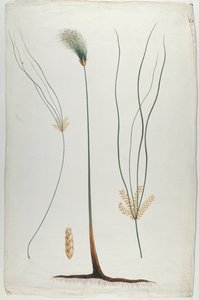Papyrus (Détail de la plante et de la racine), d
