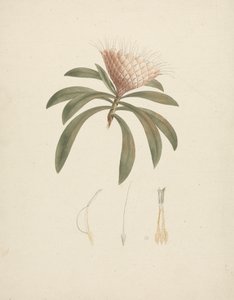 Protea gaguedi J.F. Gmel. (Protea) : dessin fini avec détails floraux