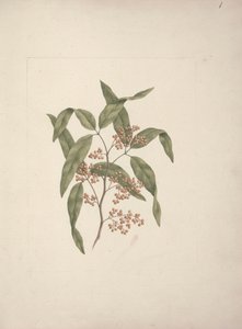 Rhus ? retinorrhoea Oliver: dessin fini
