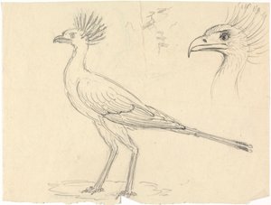 Oiseau secrétaire - Luigi Balugani