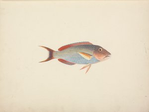 Poisson Non Identifié - Luigi Balugani
