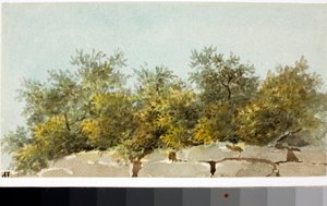 Olives, Pays de Ligurie