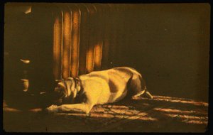 Photographie couleur de chien endormi au soleil avec Autochrome Lumière et un appareil photo 35mm