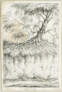 Dudley - Arbre