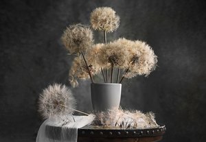  - Lydia Jacobs
