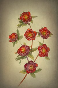  - Lydia Jacobs