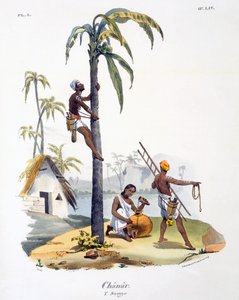 Un homme de la caste Nadar grimpant à un palmier, 1827-35 - M.E. Burnouf