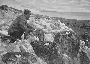 Nids de cormorans, îles Farne, vers 1896 - M. Aunty