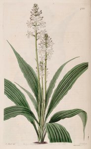 Illustration de Calanthe triplicata (comme syn. Calanthe veratrifolia) (plante)