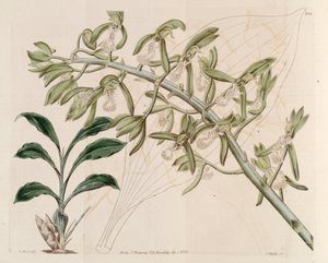 Illustration de Catasetum cristatum