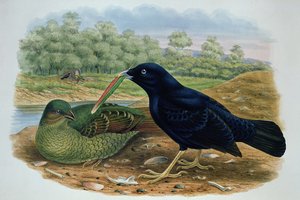 Ptilonorhyncus Violaceus, Oiseau à berceau satiné - M. Hart