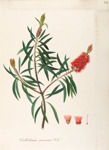 Albany Bottlebrush (Callistemon speciosum DC), Myrtaceae, arbuste aux feuilles persistantes, originaire d
