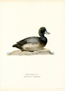 Fuligule à tête noire