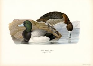 Fuligule à tête noire - Magnus Ferdinand and Wilhelm von Wright