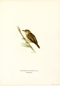 Phragmite aquatique