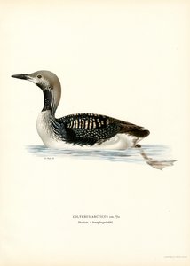 Plongeon arctique