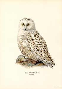Harfang des neiges - Magnus Ferdinand and Wilhelm von Wright