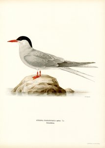 Sterne Arctique - Magnus Ferdinand and Wilhelm von Wright