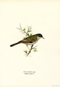 Fauvette épervière - Magnus Ferdinand and Wilhelm von Wright