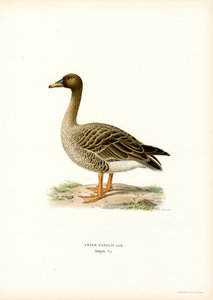 Oie des moissons