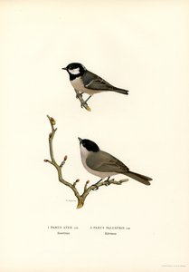 Mésange huppée (lithographie en couleur) - Magnus Ferdinand and Wilhelm von Wright