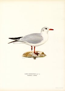 Mouette rieuse