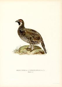 Grand Tétras x Tétras des noisetiers - Magnus Ferdinand and Wilhelm von Wright