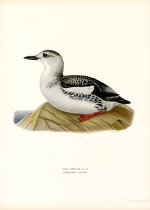Guillemot noir (lithographie en couleur) - Magnus Ferdinand and Wilhelm von Wright