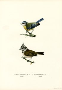 Mésange bleue