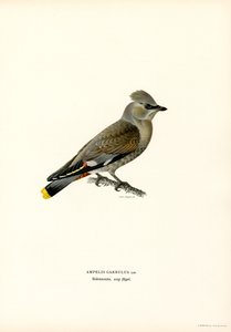 Jaseur boréal (lithographie en couleur)