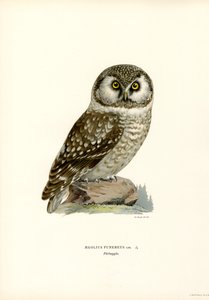 Chouette boréale - Magnus Ferdinand and Wilhelm von Wright