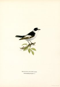 Gobemouche à collier (lithographie en couleur) - Magnus Ferdinand and Wilhelm von Wright