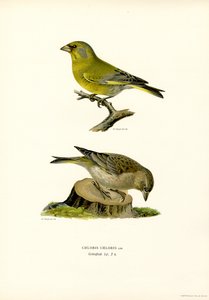 Verdier d