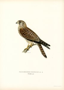 Faucon crécerelle