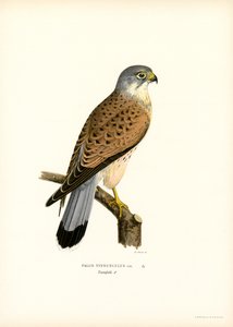 Faucon crécerelle