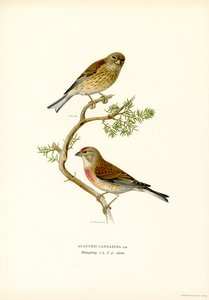 Linotte mélodieuse