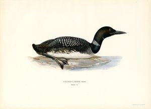 Plongeon huard - Magnus Ferdinand and Wilhelm von Wright