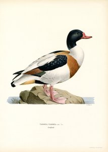 Tadorne de Belon - Magnus Ferdinand and Wilhelm von Wright