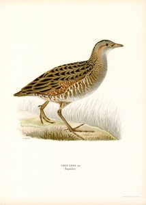 Râle des Genêts