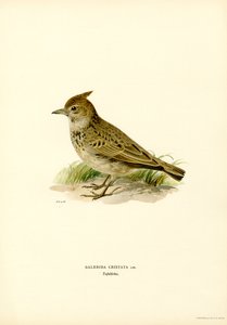 Cochevis huppé (lithographie en couleur)