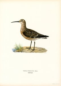 Bécasseau cocorli
