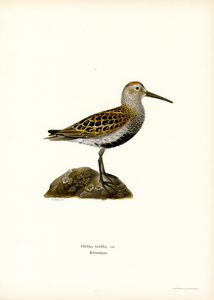 Bécasseau variable